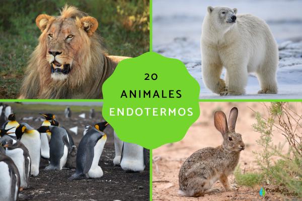 Animales endotérmicos: ejemplos y características