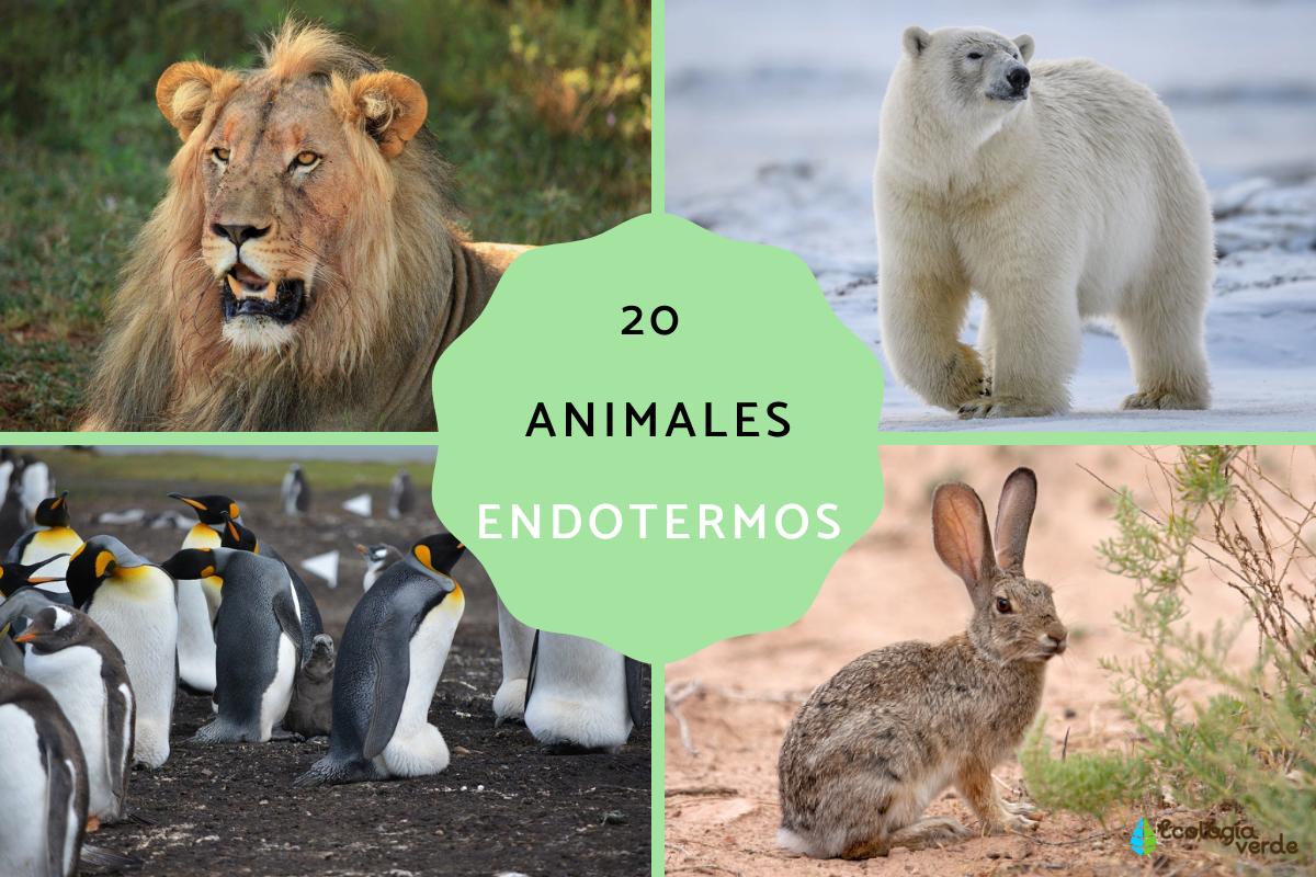 Animales endotermos: ejemplos y características