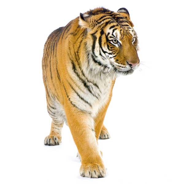 Tigre de Bengala - Descripción del tigre de Bengala