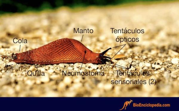 Babosa - Anatomía y partes de una babosa