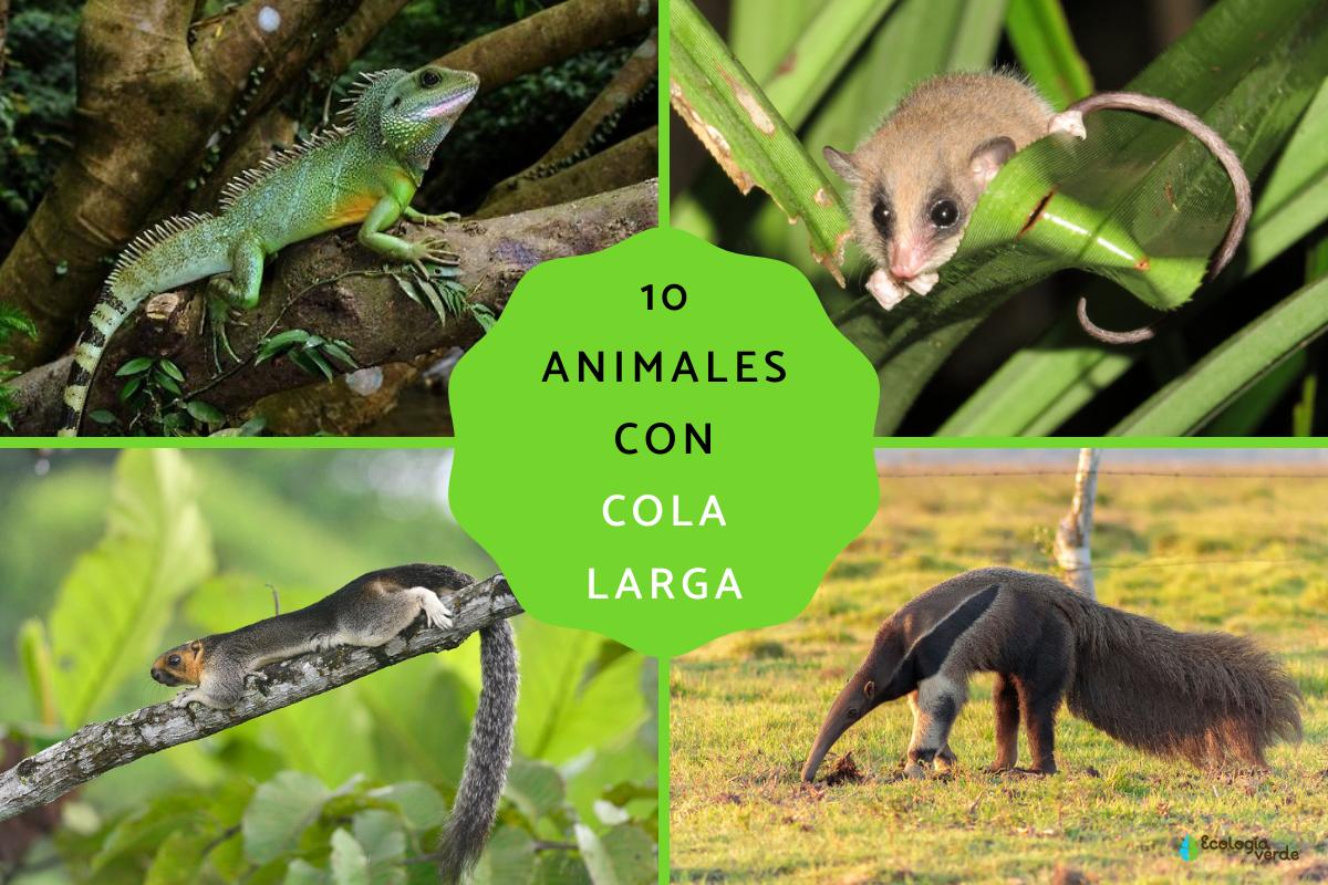 Animales con cola larga