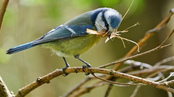 Los ecologistas no salen de su asombro: estos pájaros reutilizan colillas de cigarros para proteger sus nidos - La inesperada razón por la que algunas aves llevan colillas a sus nidos