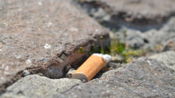 Los ecologistas no salen de su asombro: estos pájaros reutilizan colillas de cigarros para proteger sus nidos - Las colillas también pueden ser un riesgo para los polluelos