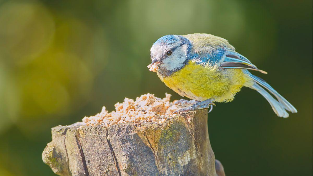 Los ecologistas no salen de su asombro: estos pájaros reutilizan colillas de cigarros para proteger sus nidos