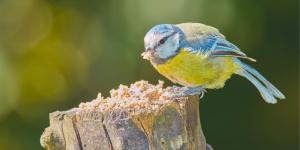 Los ecologistas no salen de su asombro: estos pájaros reutilizan colillas de cigarros para proteger sus nidos