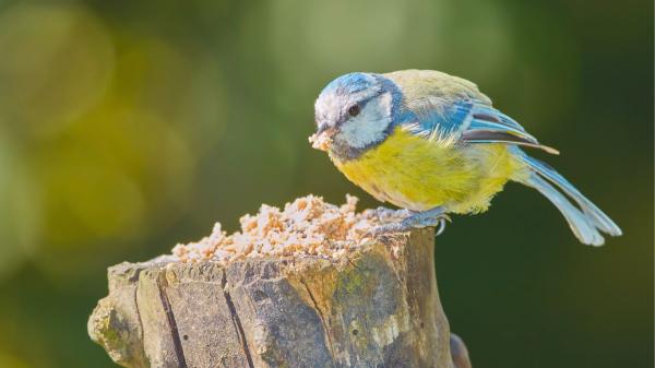 Los ecologistas no salen de su asombro: estos pájaros reutilizan colillas de cigarros para proteger sus nidos