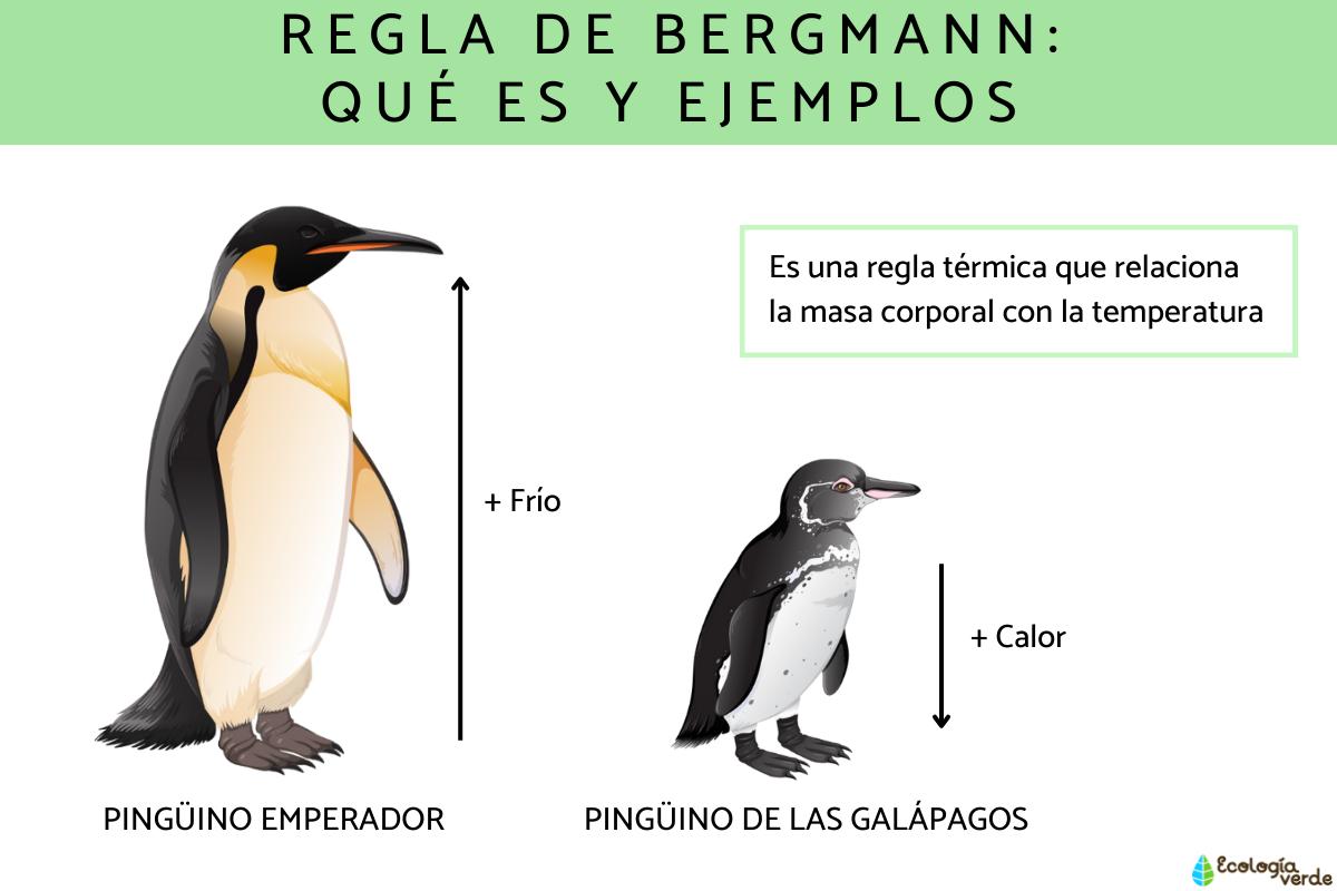 Regla de Bergmann: qué es y ejemplos