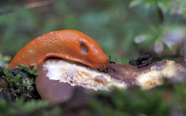 Babosa - Reproducción de las babosas