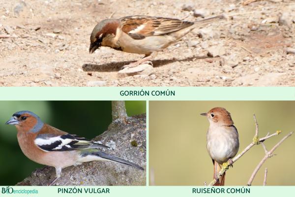 Paseriformes: qué son, características y ejemplos - Ejemplos de aves paseriformes 