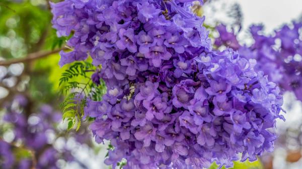 Ni olivo ni almendro: el árbol que resiste la sequía y se llena de flores azul lavanda en verano - El árbol que convierte el verano en un espectáculo de flores azul lavanda