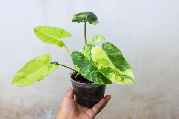 table pepper plant Black pepper a true source of spice, Full of Flavors, Without Pesky Thorns!  – Eureka Farms main image 1