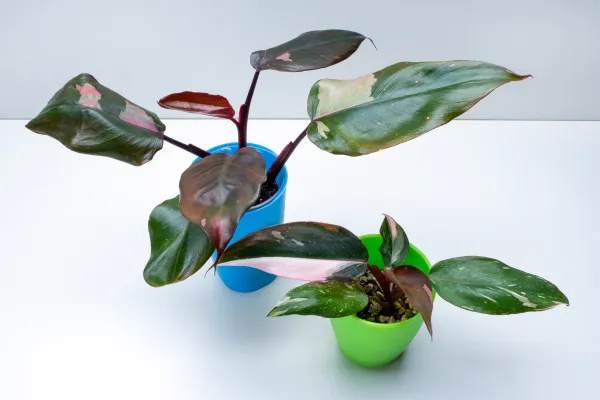 10 tipos de Philodendron - Nombres, caractersticas y fotos