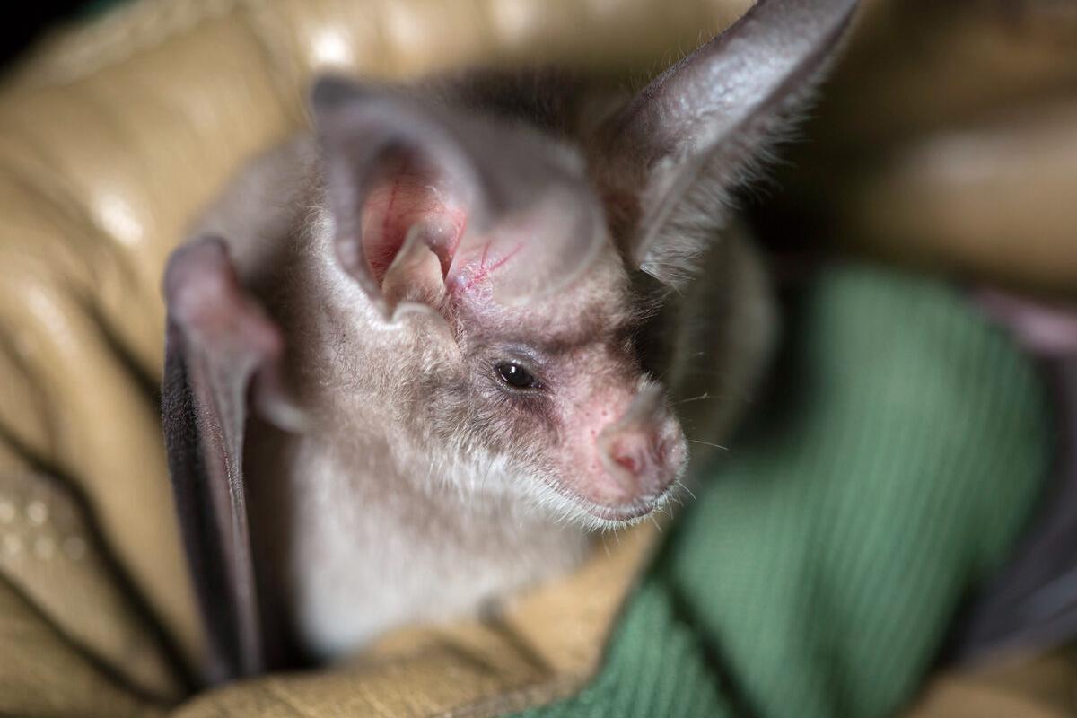 ¿Los murciélagos son ciegos?