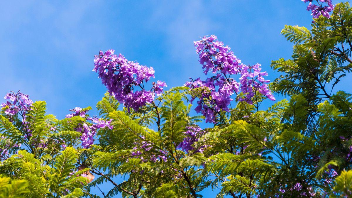 Ni olivo ni almendro: el árbol que resiste la sequía y se llena de flores azul lavanda en verano
