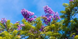 Ni olivo ni almendro: el árbol que resiste la sequía y se llena de flores azul lavanda en verano