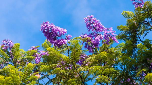 Ni olivo ni almendro: el árbol que resiste la sequía y se llena de flores azul lavanda en verano