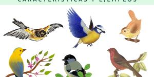 Paseriformes: qué son, características y ejemplos
