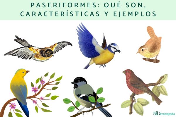 Paseriformes: qué son, características y ejemplos