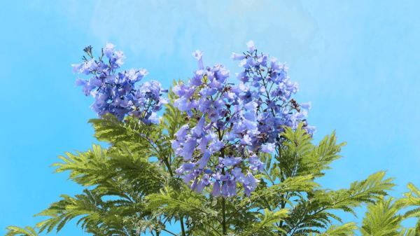 Ni olivo ni almendro: el árbol que resiste la sequía y se llena de flores azul lavanda en verano - Por qué este árbol se está convirtiendo en uno de los favoritos para jardines con poca agua