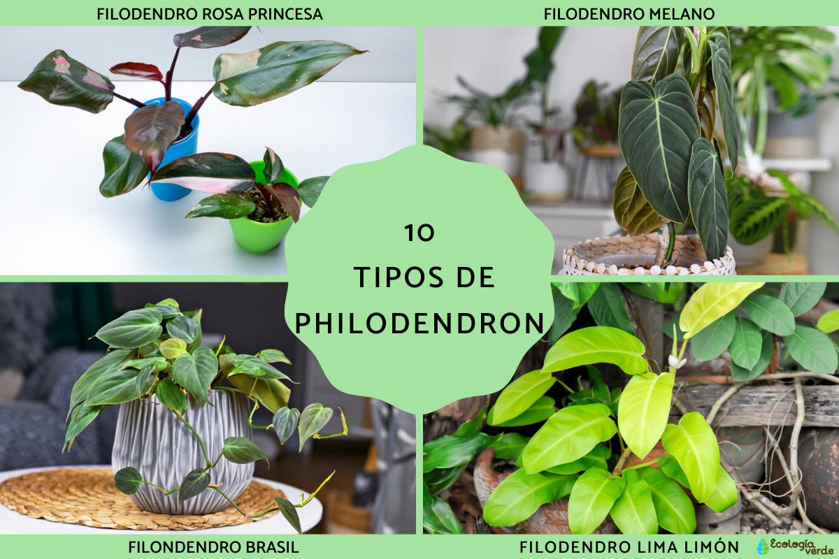 Tipos de Philodendron