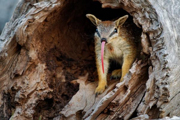 Numbat - Alimentación del numbat 
