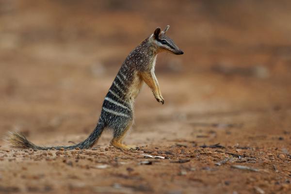 Numbat - Amenazas y conservación del numbat 