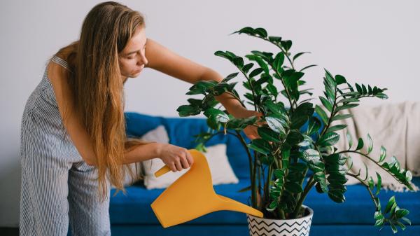 Crece con poca luz, tiene hojas brillantes y apenas necesita cuidados: la planta perfecta para una maceta - Apenas necesita cuidados, pero el riego es importante