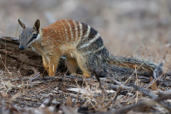 Numbat - Características del numbat 