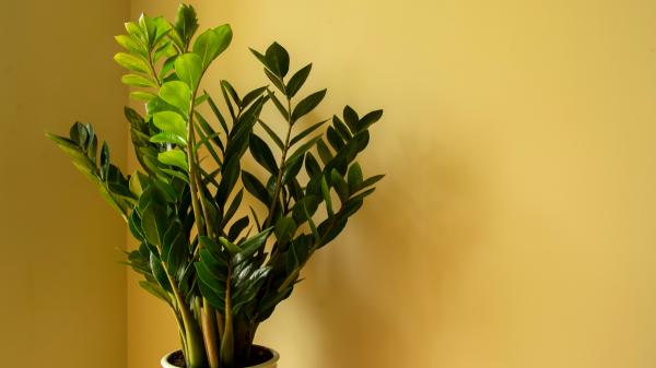 Crece con poca luz, tiene hojas brillantes y apenas necesita cuidados: la planta perfecta para una maceta - Crece con poca luz, aunque no vive en la oscuridad