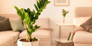 Crece con poca luz, tiene hojas brillantes y apenas necesita cuidados: la planta perfecta para una maceta
