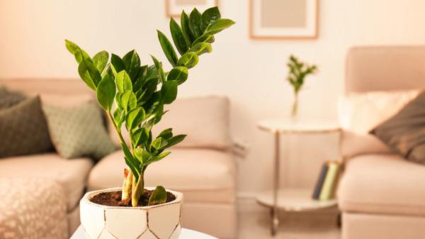 Crece con poca luz, tiene hojas brillantes y apenas necesita cuidados: la planta perfecta para una maceta