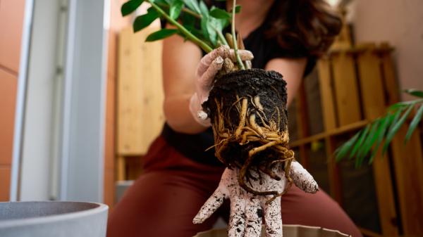 Crece con poca luz, tiene hojas brillantes y apenas necesita cuidados: la planta perfecta para una maceta - La maceta y el drenaje son fundamentales