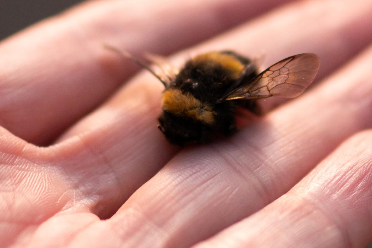 ¿Los abejorros pican?