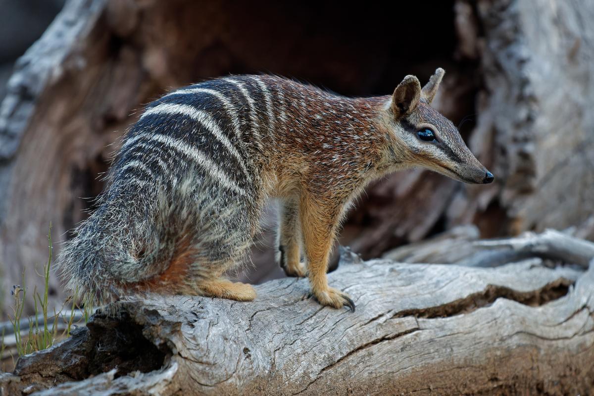Numbat