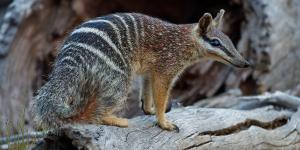 Numbat