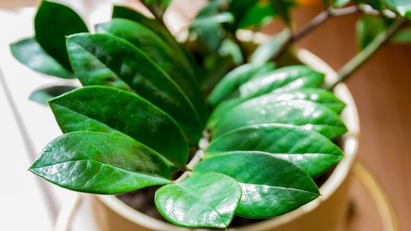 Crece con poca luz, tiene hojas brillantes y apenas necesita cuidados: la planta perfecta para una maceta - Una planta de interior con hojas verdes y brillantes