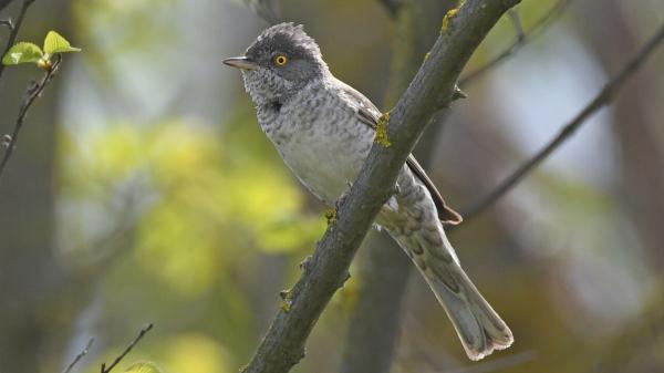 El pequeño pájaro que sorprende en Mieres: la curruca gavilana, una especie vista solo 14 veces en España - Dónde vive la curruca gavilana y qué se sabe de sus movimientos