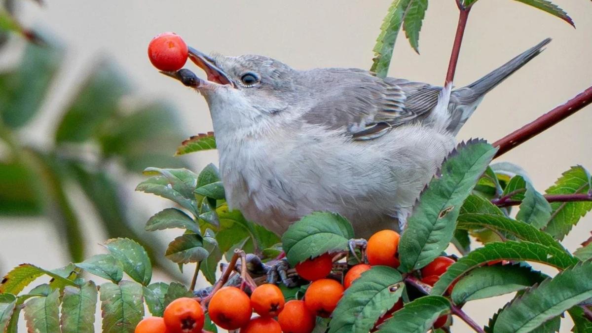 El pequeño pájaro que sorprende en Mieres: la curruca gavilana, una especie vista solo 14 veces en España
