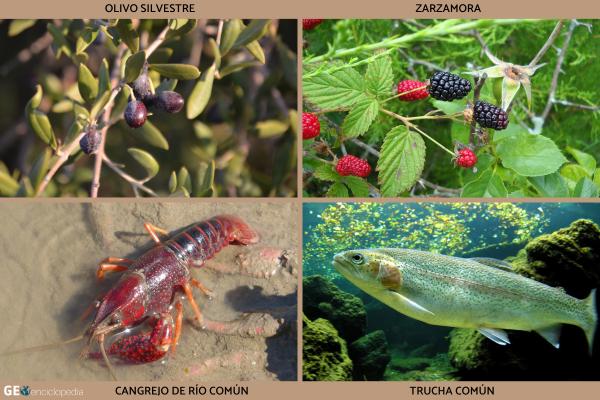Río Queiles - Flora y fauna del río Queiles
