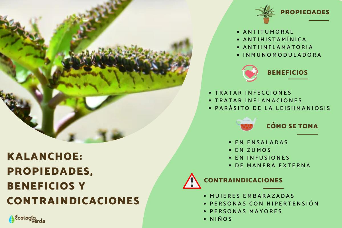 Kalanchoe: propiedades y contraindicaciones