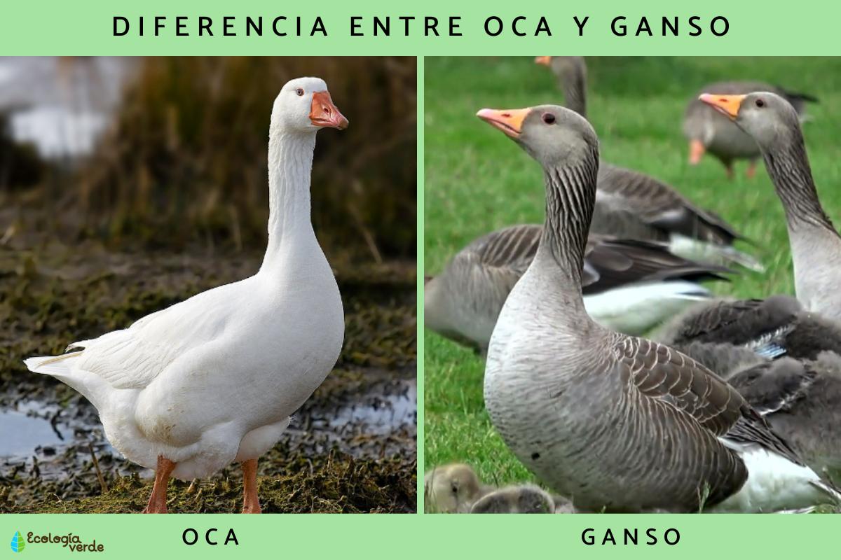 Diferencia entre oca y ganso
