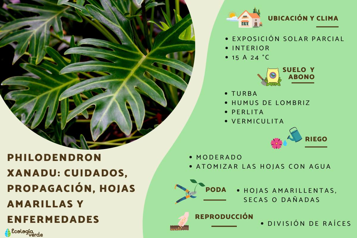 Philodendron xanadu: cuidados, propagación, hojas amarillas y enfermedades