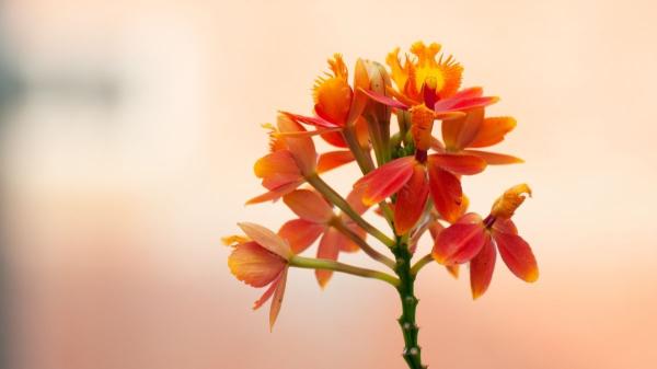 Estas plantas de interior con flores rojas alegrarán tu hogar y son fáciles de cuidar - 2. Orquídea estrella de fuego (Epidendrum radicans)