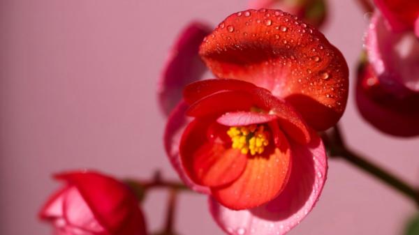 Estas plantas de interior con flores rojas alegrarán tu hogar y son fáciles de cuidar - 3. Begonia
