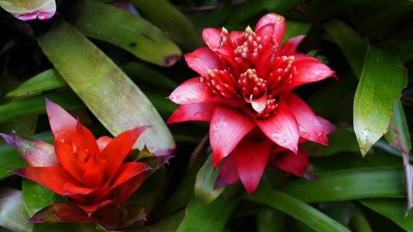 Estas plantas de interior con flores rojas alegrarán tu hogar y son fáciles de cuidar - 4. Bromelia roja (Guzmania ‘Amoretto’) 
