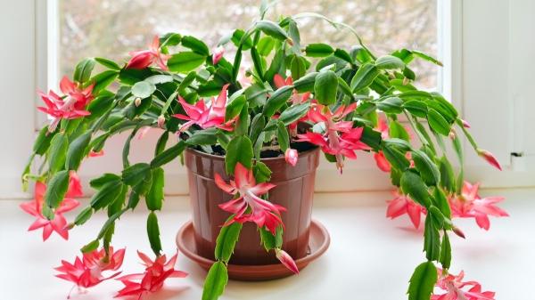 Estas plantas de interior con flores rojas alegrarán tu hogar y son fáciles de cuidar - 6. Cactus de Navidad (Schlumbergera x buckleyi)