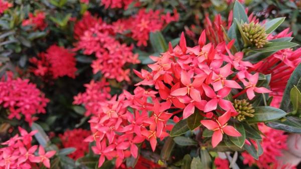 Estas plantas de interior con flores rojas alegrarán tu hogar y son fáciles de cuidar - 7. Coralillo (Ixora coccinea)
