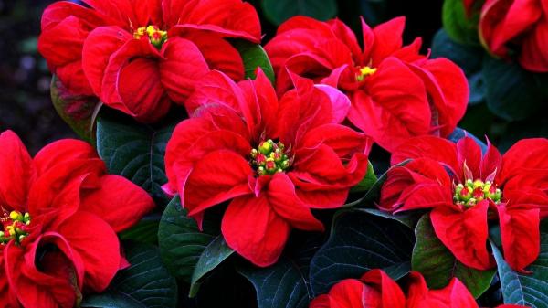 Estas plantas de interior con flores rojas alegrarán tu hogar y son fáciles de cuidar - 8. Nochebuena (Euphorbia pulcherrima)