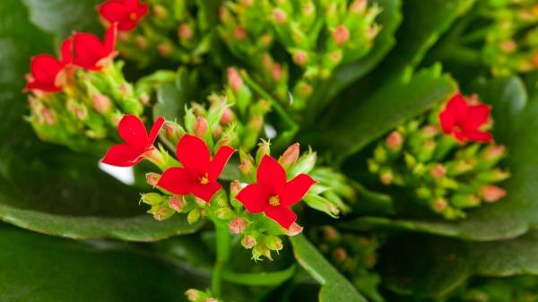 Estas plantas de interior con flores rojas alegrarán tu hogar y son fáciles de cuidar - 9. Kalanchoe blossfeldiana