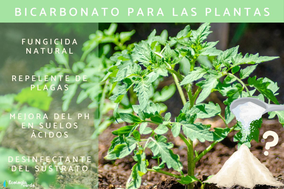 Bicarbonato para las plantas: para qué sirve, cómo usarlo y precauciones